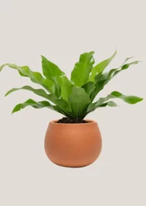 Bird’s nest fern