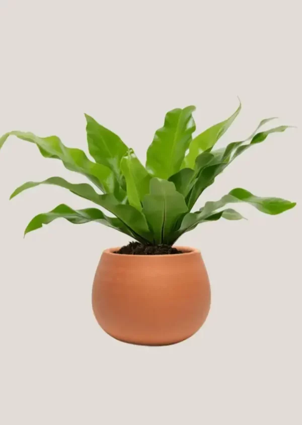 Bird's nest fern-01