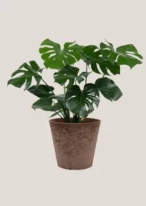 Monstera plant