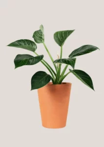 Philodendron plant