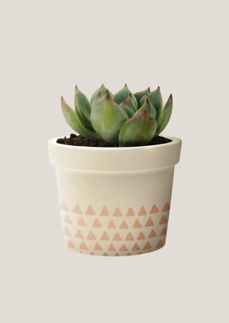 Succulent Plant