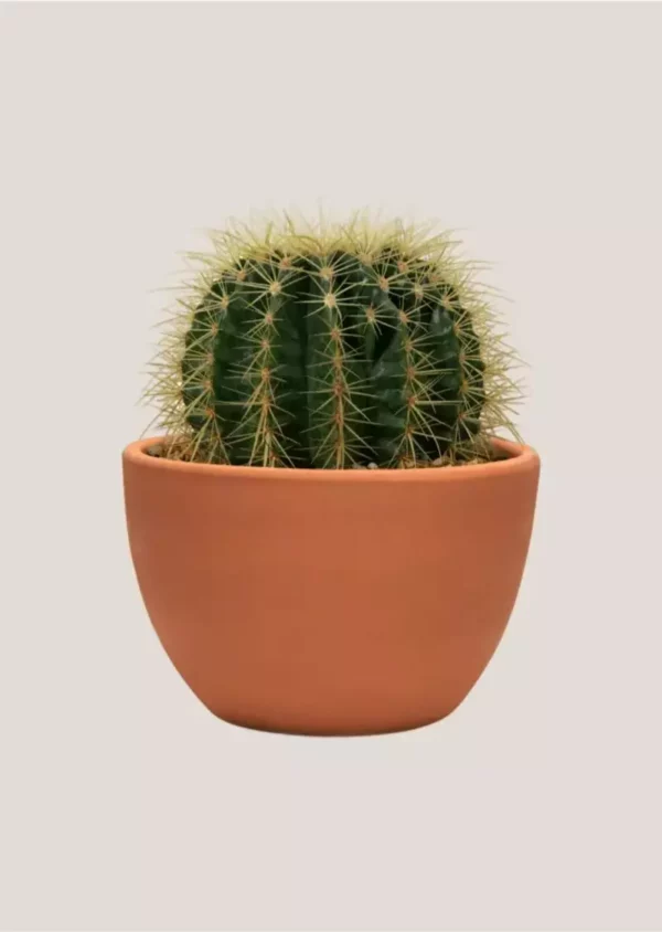 barrel cactus-01