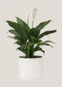 Peace lily